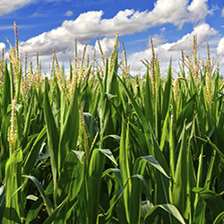 Main Page - Ed. & Comm. Dept.